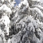 Snow laden trees in Les Houches