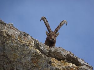 ibex