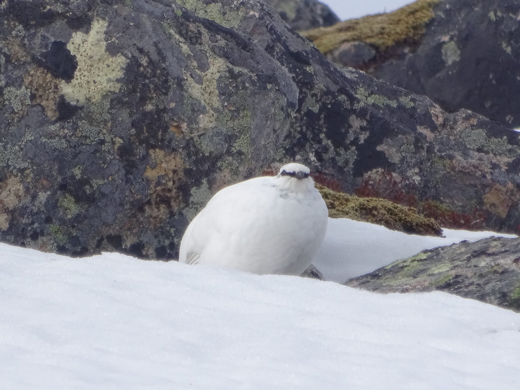 Ptarmigan